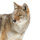 Coyote on a white background