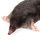 Mole on a white background